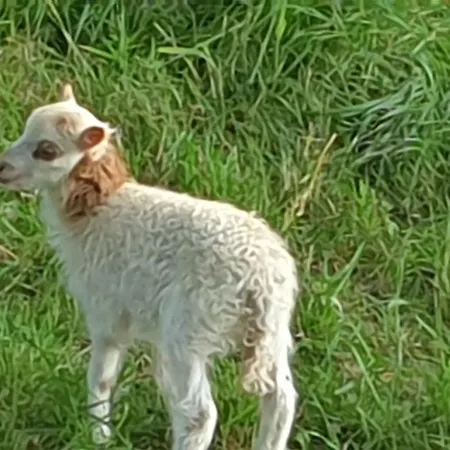 Lejlighed Chez Patoue Et D'hotes Sanvensa