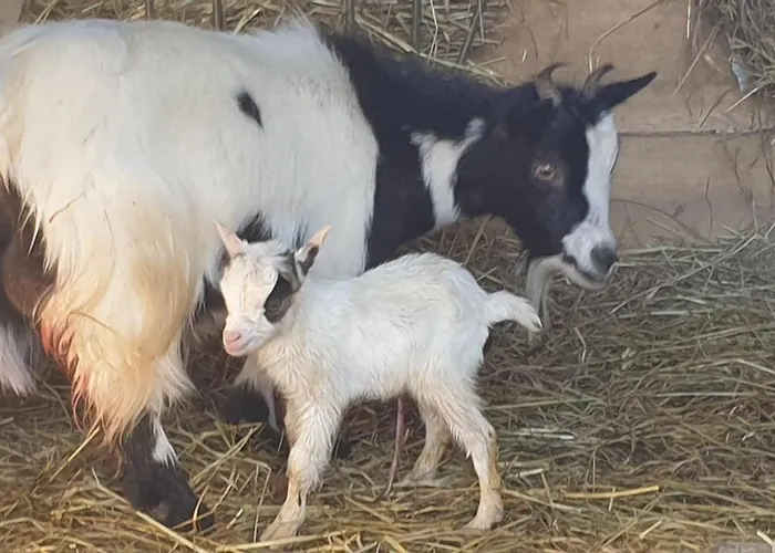 شقة Chez Patoue Et D'hotes Sanvensa