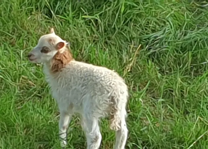 Apartamento Chez Patoue Et D'hotes Sanvensa