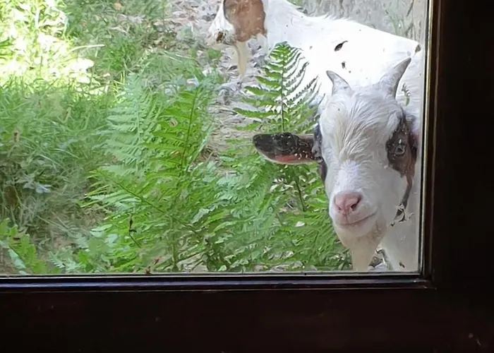 Chez Patoue Et D'hotes * Sanvensa